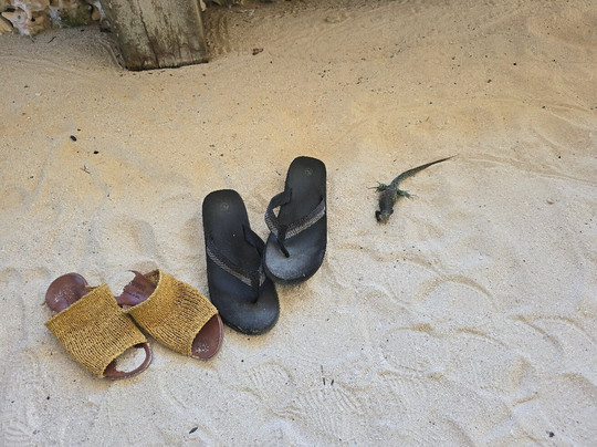 Scilly Cay-Island Harbour必去景点