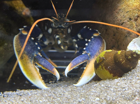 Nordsoen Oceanarium-赫茨哈斯必去景点