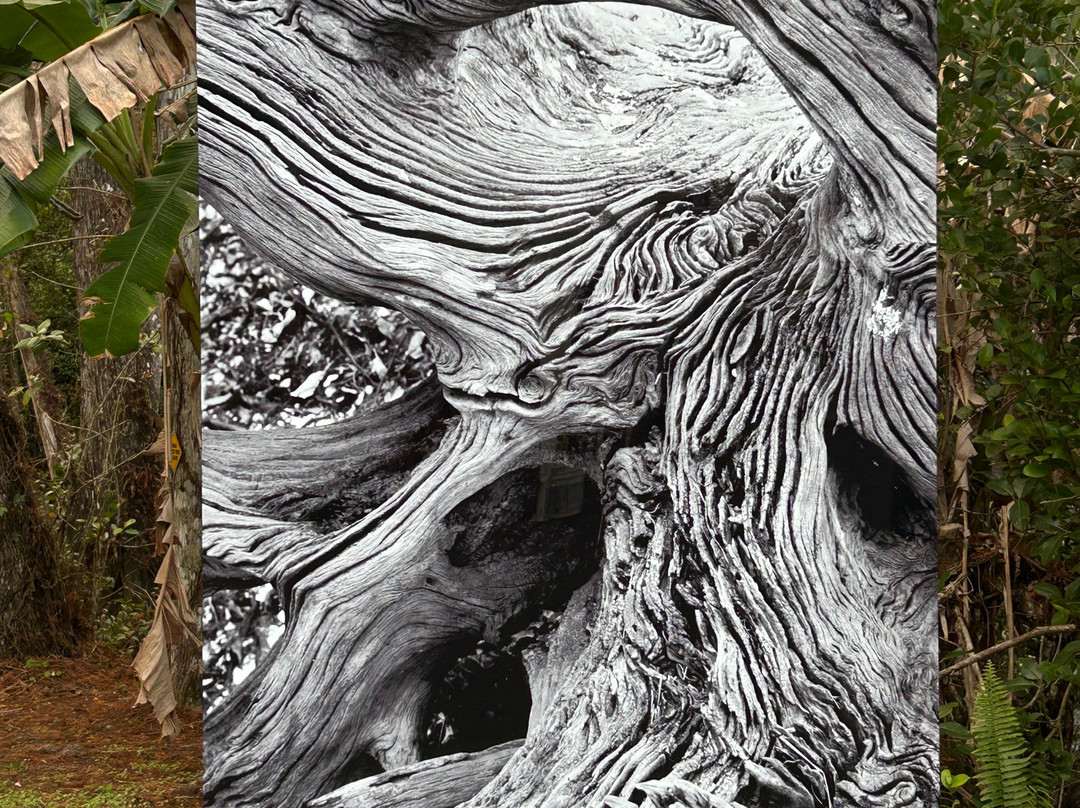 Clyde Butcher's Big Cypress Gallery-奥乔皮必去景点