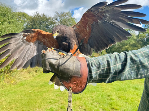 North Devon Hawk Walks-South Molton必去景点