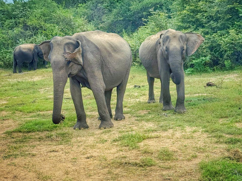 Wilderness Safari Udawalawe-乌达瓦拉瓦必去景点