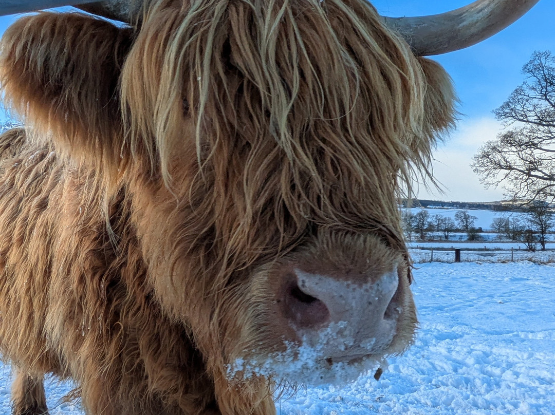 Robertson's - The Larder & Highland Cows - Beauly-Beauly必去景点
