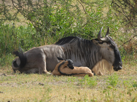 Base Camp Tanzania-阿鲁沙必去景点