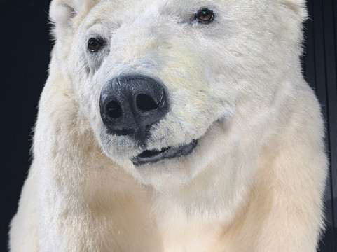 北极中心-罗瓦涅米必去景点