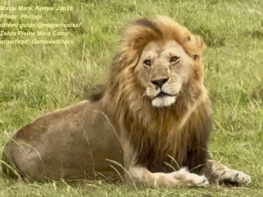 Gamewatchers Safaris-内罗毕必去景点