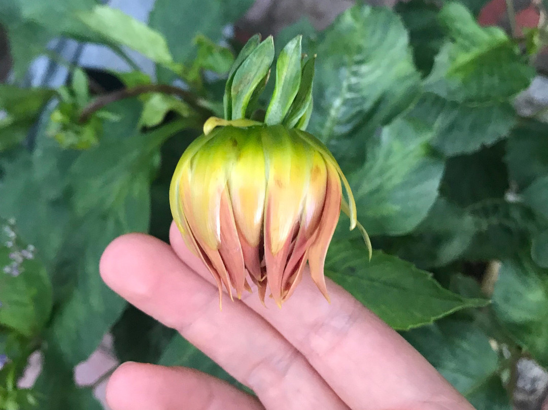 Frogmore Gardens-Blackwood必去景点