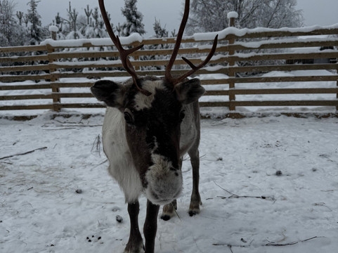 Local Lifestyle Rovaniemi-罗瓦涅米必去景点