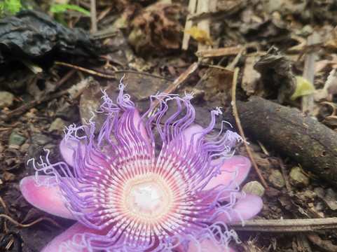 Rancho Tropical-希门尼斯港必去景点