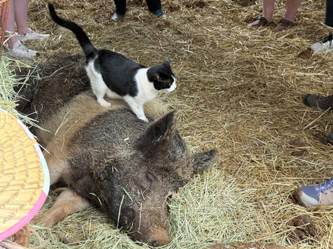 Leilani Farm Sanctuary-海库必去景点