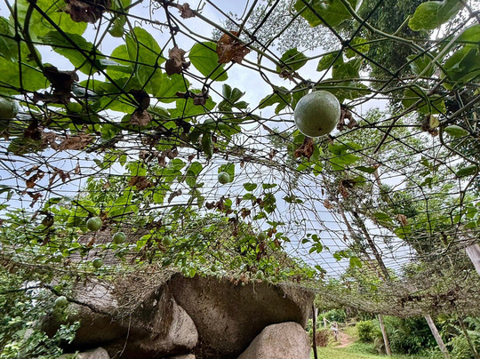 Vallée Des Fruits-大安塞区必去景点