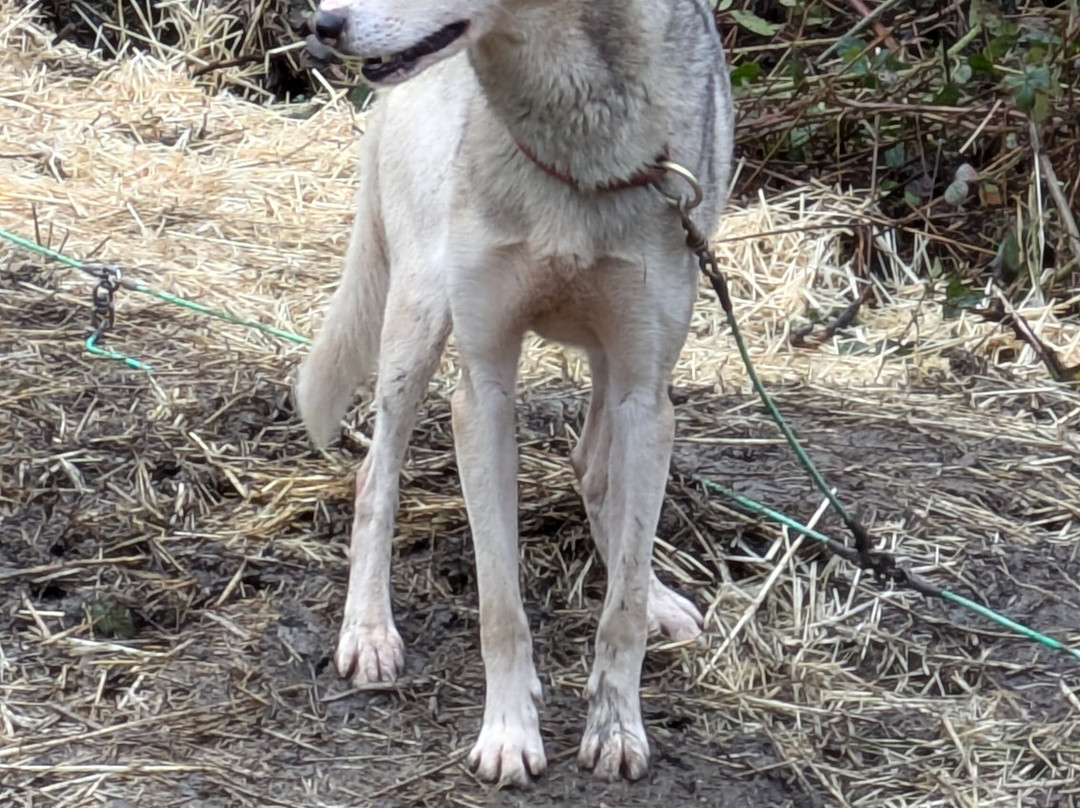 Mynydd Sleddog Adventures-Cerrigydrudion必去景点