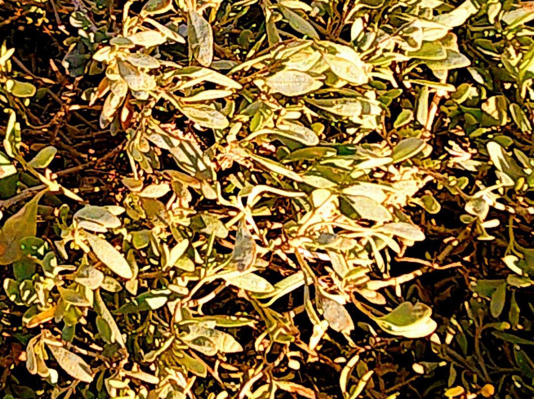 Leysdown Coastal Park-Leysdown-on-Sea必去景点