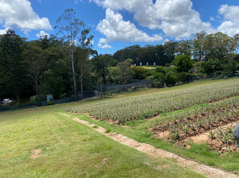 The Big Pineapple-Nambour必去景点