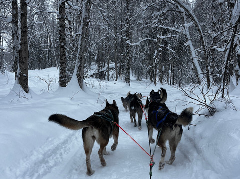 Snowhook Adventure Guides of Alaska-Willow必去景点