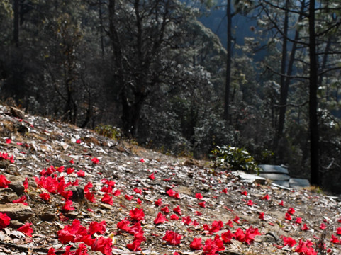 Rishikesh Day Tour-里希克虚必去景点