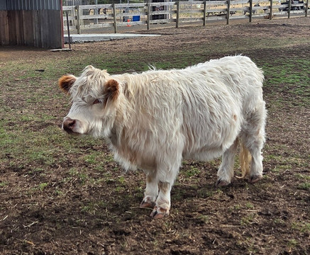 Zoodoo野生动物园-Richmond必去景点