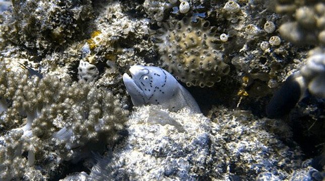 Dive Planet Mafia Island-Utende必去景点