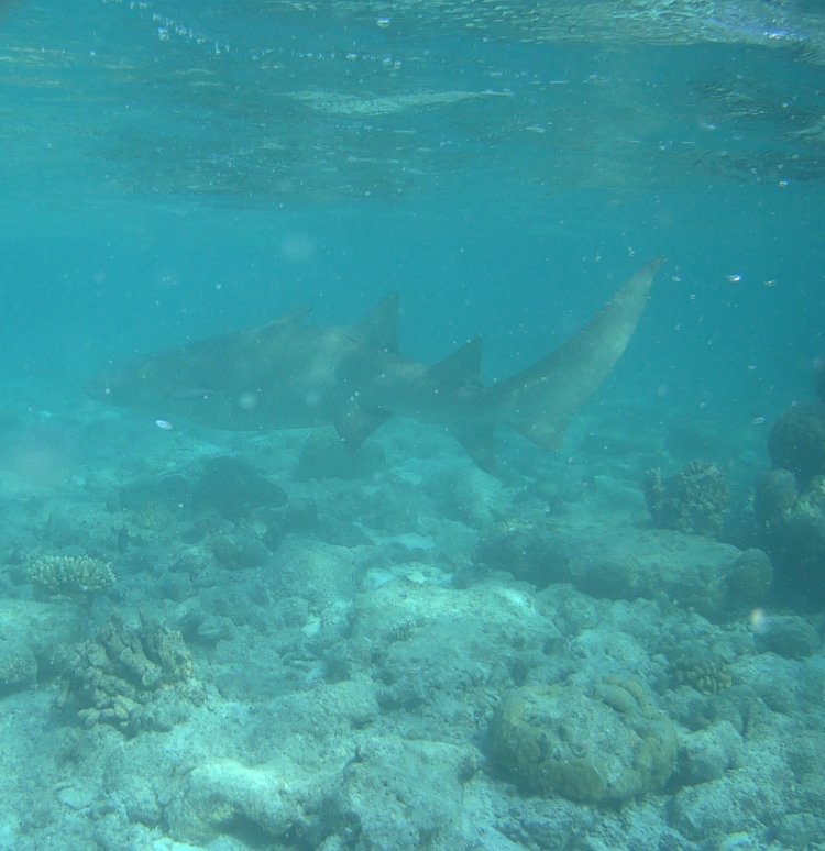 马尔代夫绚丽岛阿达郎俱乐部-浴室