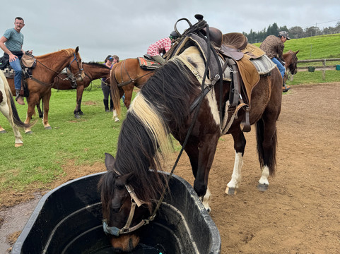 Na'alapa Stables - Kahua Ranch-卡慕也拉必去景点