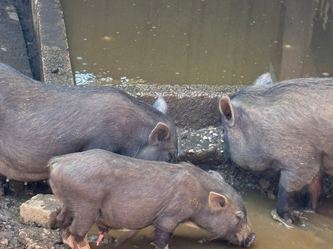 Curacao Ostrich Farm-库拉索必去景点