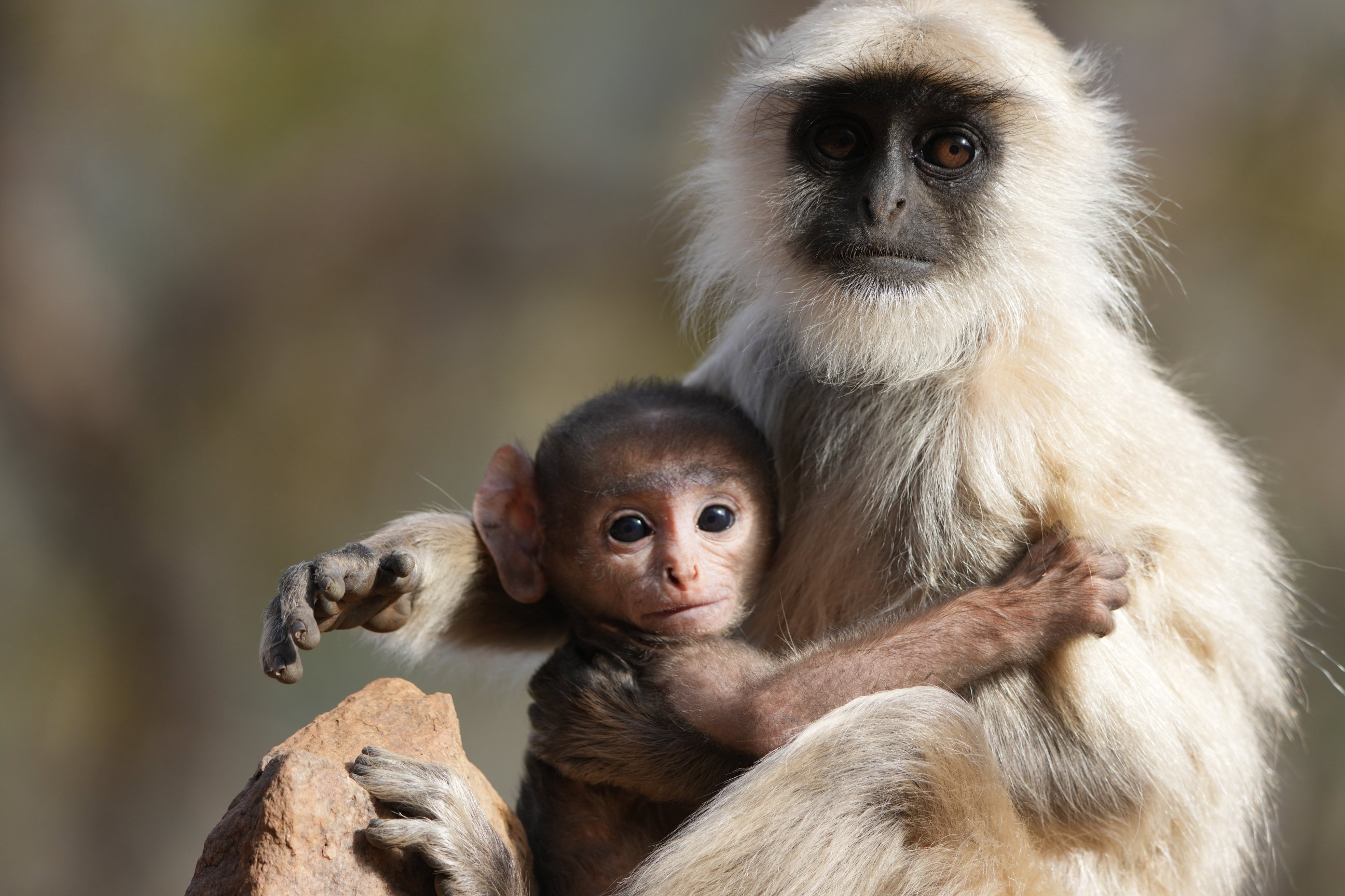 Little Affair-官方