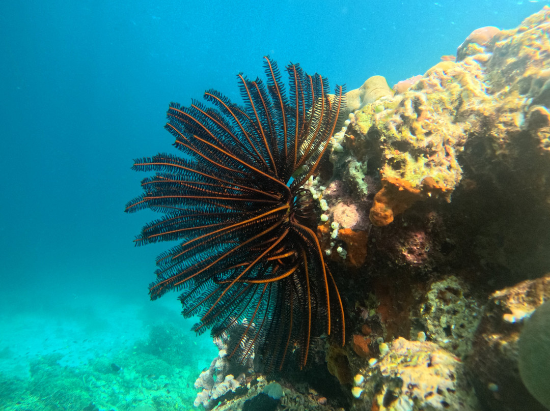 Snorkeling Diving Menjangan-Menjangan Island必去景点
