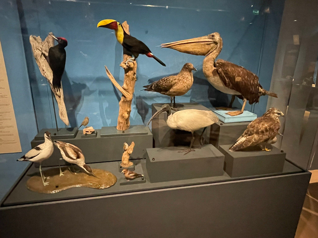 Reiss Engelhorn Museen Mannheim-曼海姆必去景点