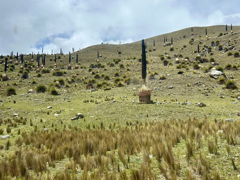 Nevado Pastoruri-瓦拉斯必去景点