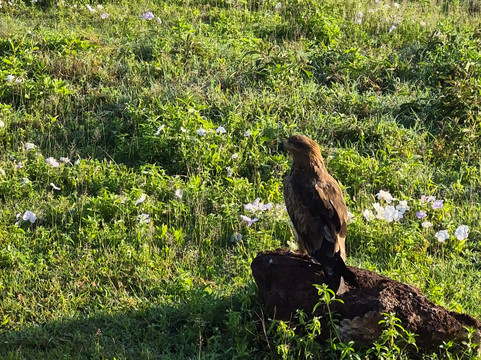 歌珊地非洲游猎之旅-阿鲁沙必去景点