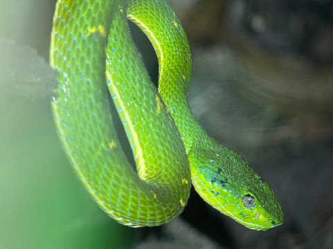 Monteverde Nature Tracks-蒙特沃德必去景点