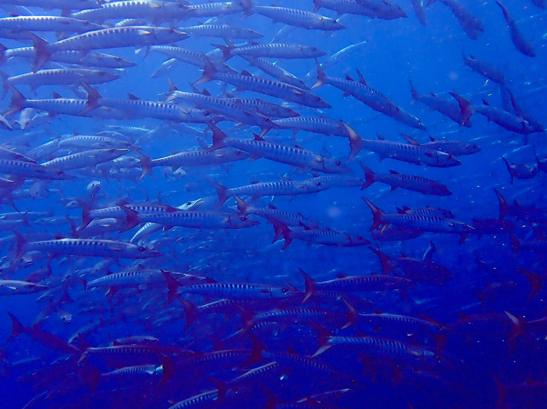 Loma Diving Adventure-拉克山必去景点