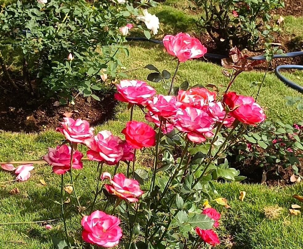 Munnar Taxi Sevice-慕那尔必去景点