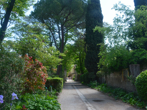 Van Gogh Walk-圣雷米必去景点