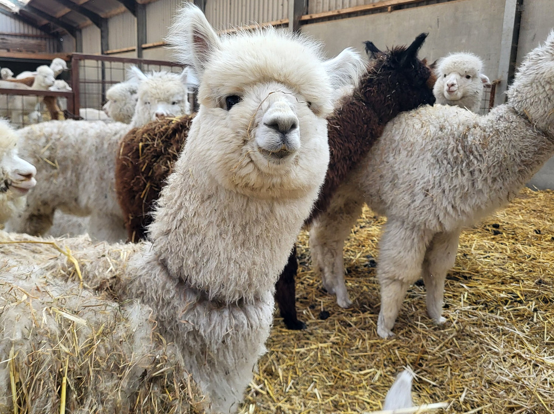 De Alpacaboerderij-Kaulille必去景点