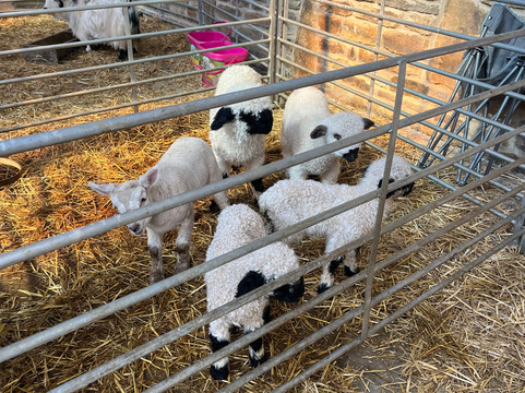 Walking the goats at Lower Coates-巴恩斯利必去景点
