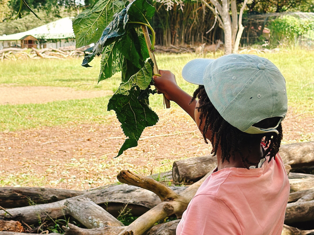Wild Is Life-哈拉雷必去景点