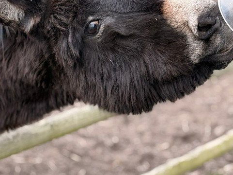Woodlands Alpaca Farm-沃灵顿必去景点