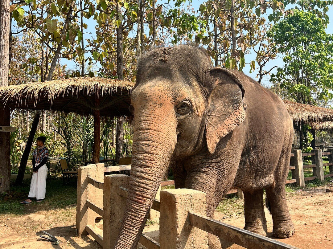 Maerim Elephant Sanctuary-夜林必去景点