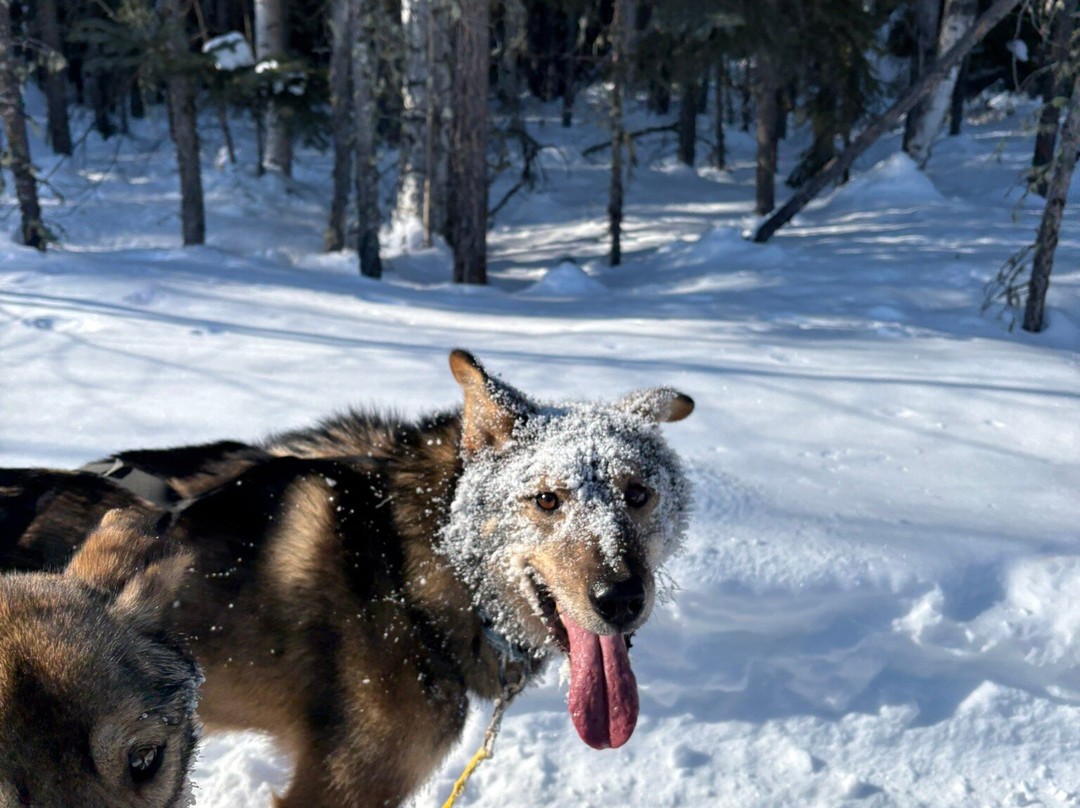 Cotter's Sled Dog Tours-费尔班克斯必去景点