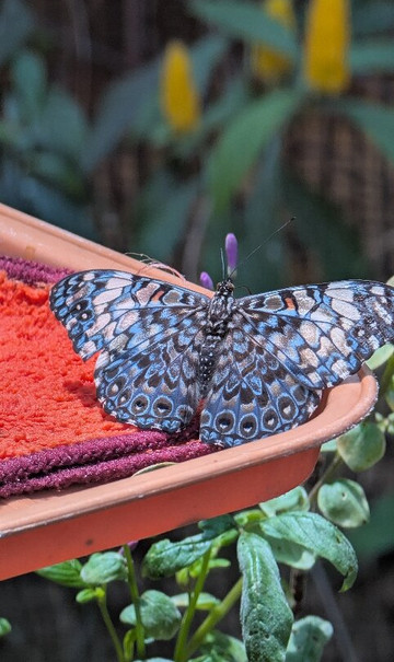 Boquete Bees and Butterflies-波魁特必去景点