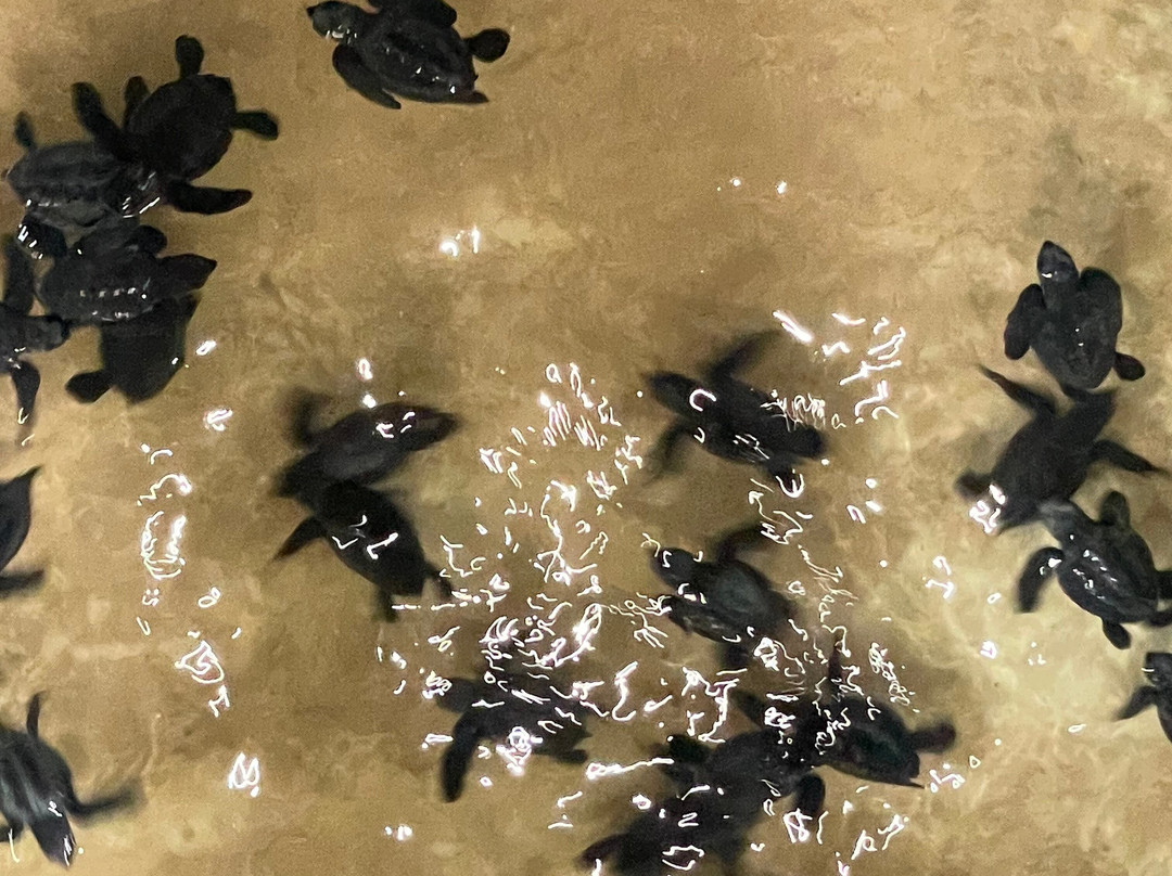 Sea Turtle Farm and Hatchery - Habaraduwa-哈巴拉杜瓦必去景点