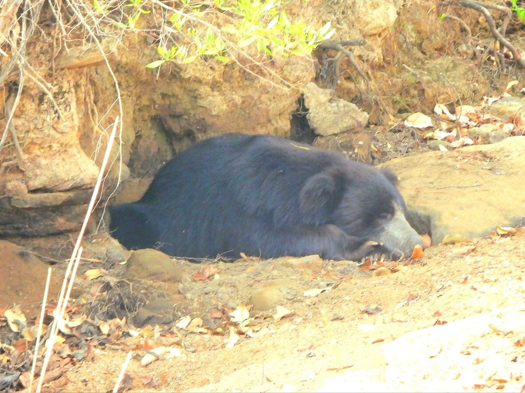 Tadoba Andhari National Park-Chandrapur District必去景点
