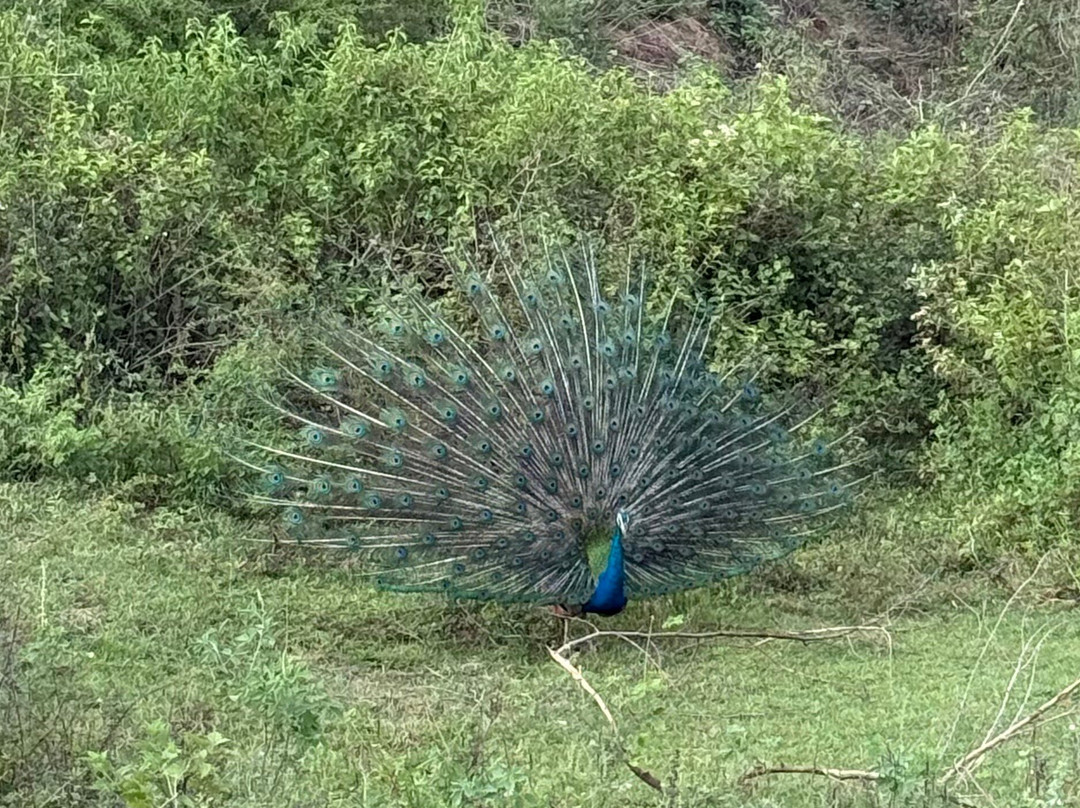 Slow Safaris by Nomad Trails-Sri Lanka-乌达瓦拉瓦必去景点