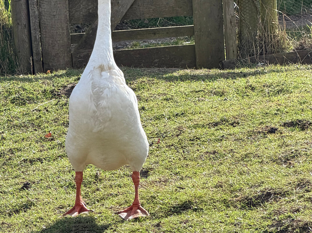 West Lodge Farm Park-Desborough必去景点