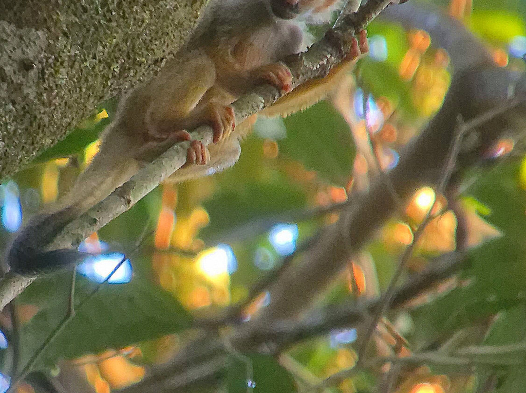 Surcos Tours-希门尼斯港必去景点