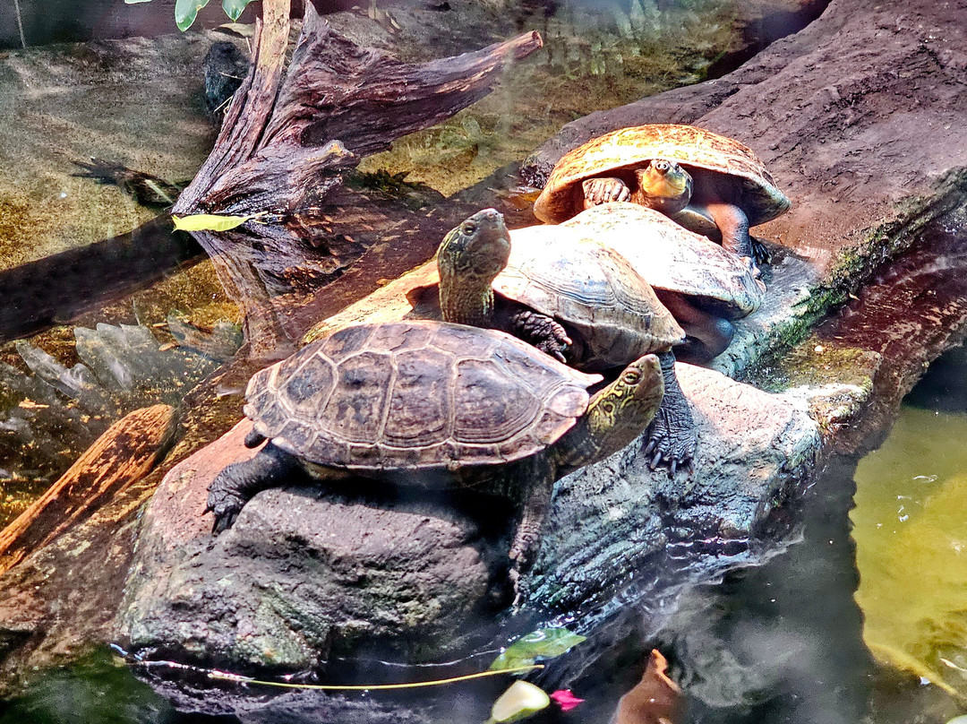 Korkeasaari Zoo-赫尔辛基必去景点