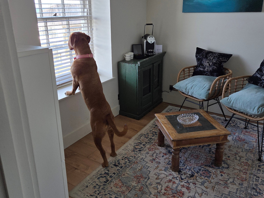 黄金海豚酒店主图