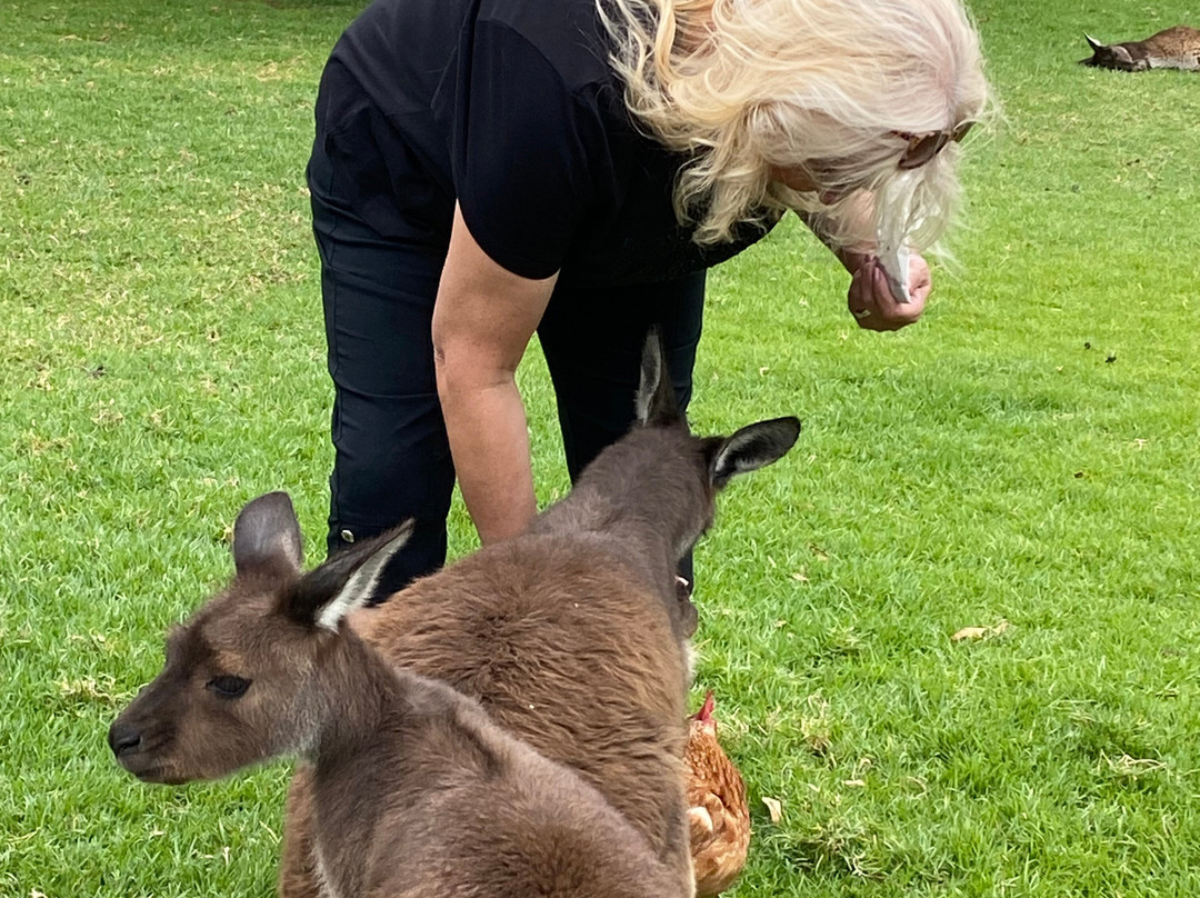 Glen-Forest Tourist Park & Vineyard-Port Lincoln必去景点