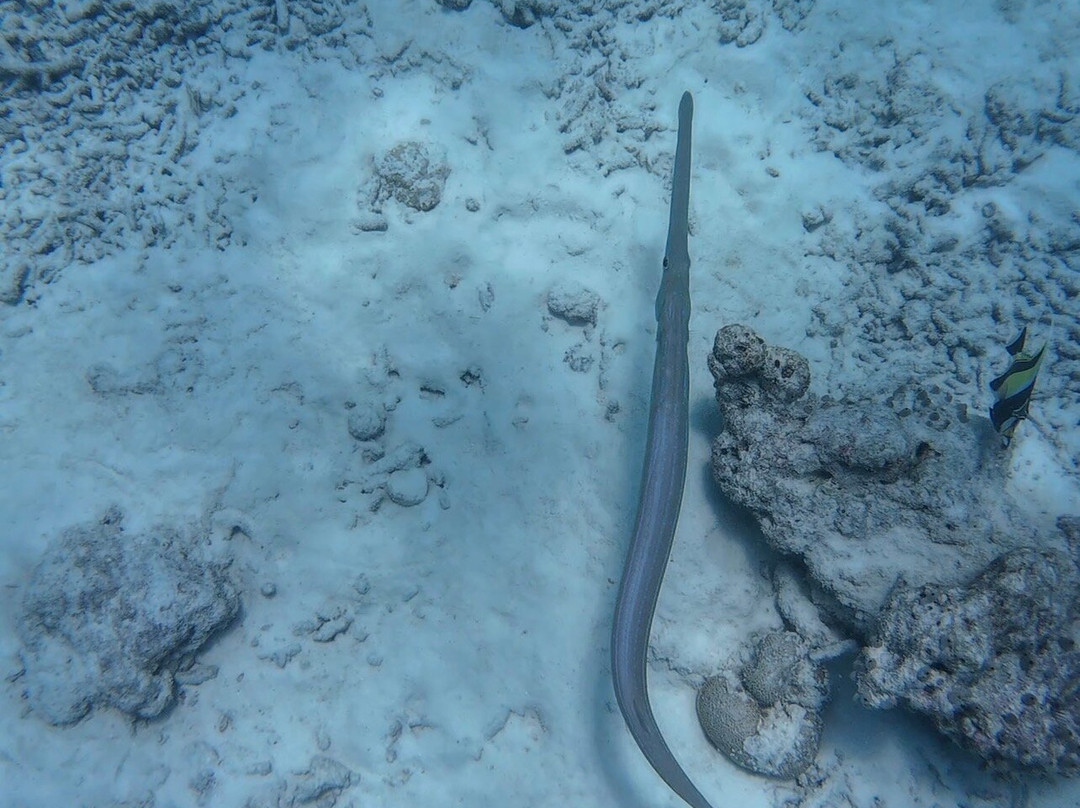 Sub Oceanic Dive Club-幸福岛必去景点