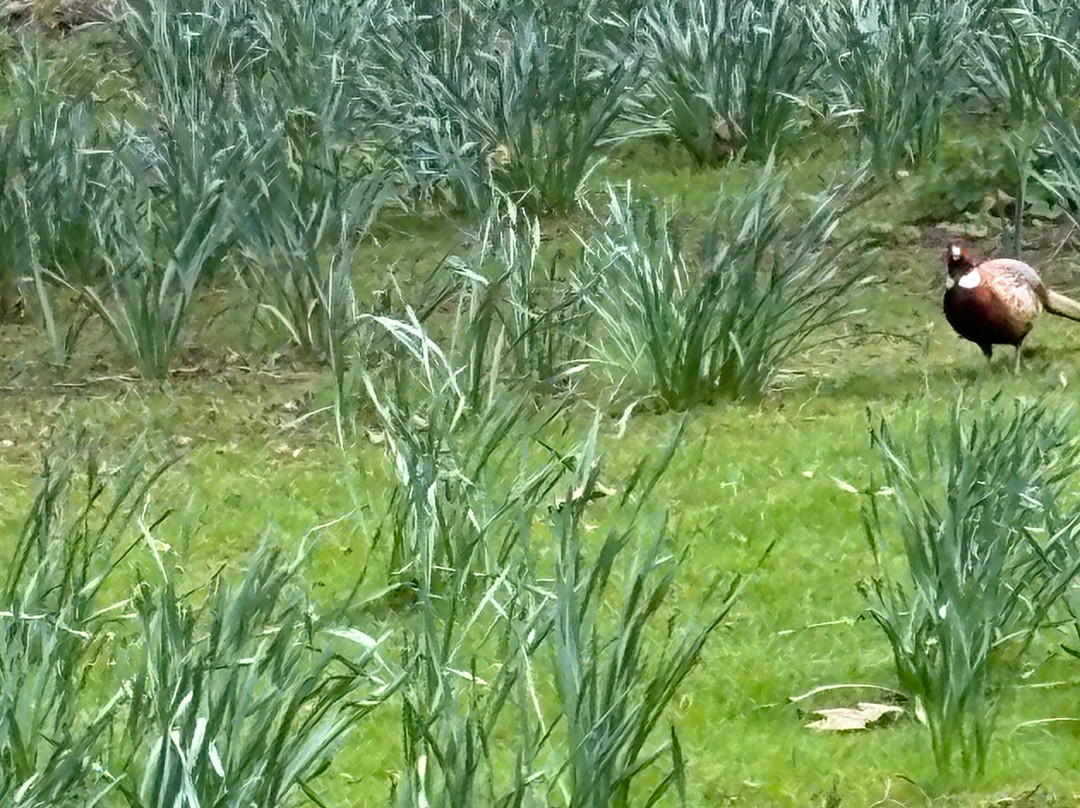 Audley End Miniature Railway-Saffron Walden必去景点